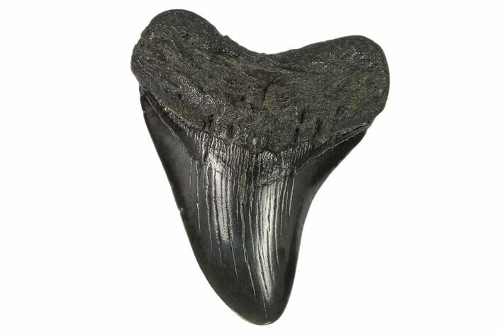 Fossil Megalodon Tooth - South Carolina #125341